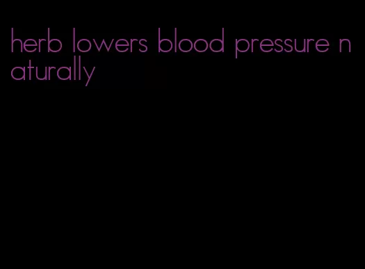 herb lowers blood pressure naturally