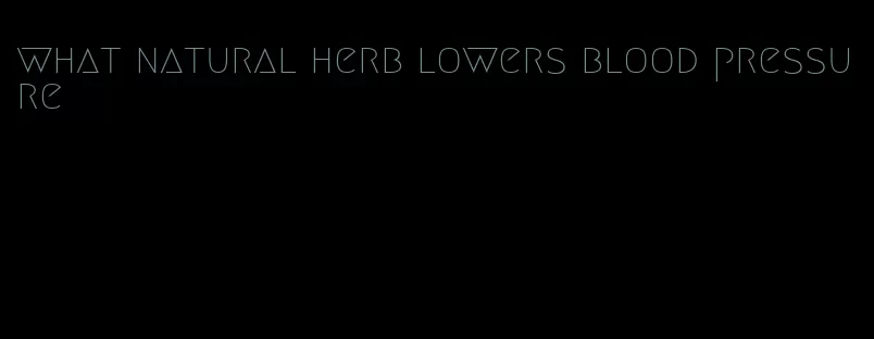 what natural herb lowers blood pressure